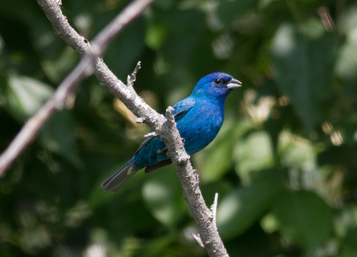 Indigo Bunting - ML162311941