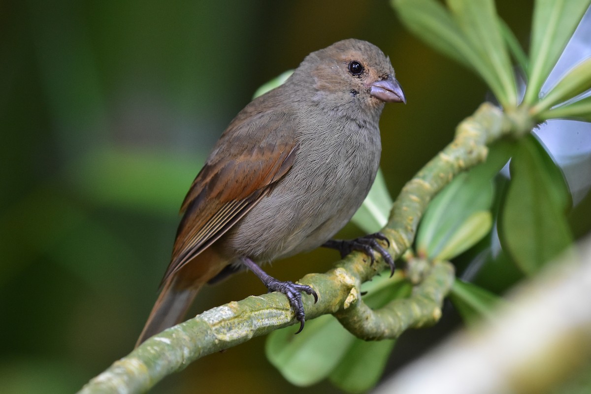 Barbados Bullfinch - ML162313241