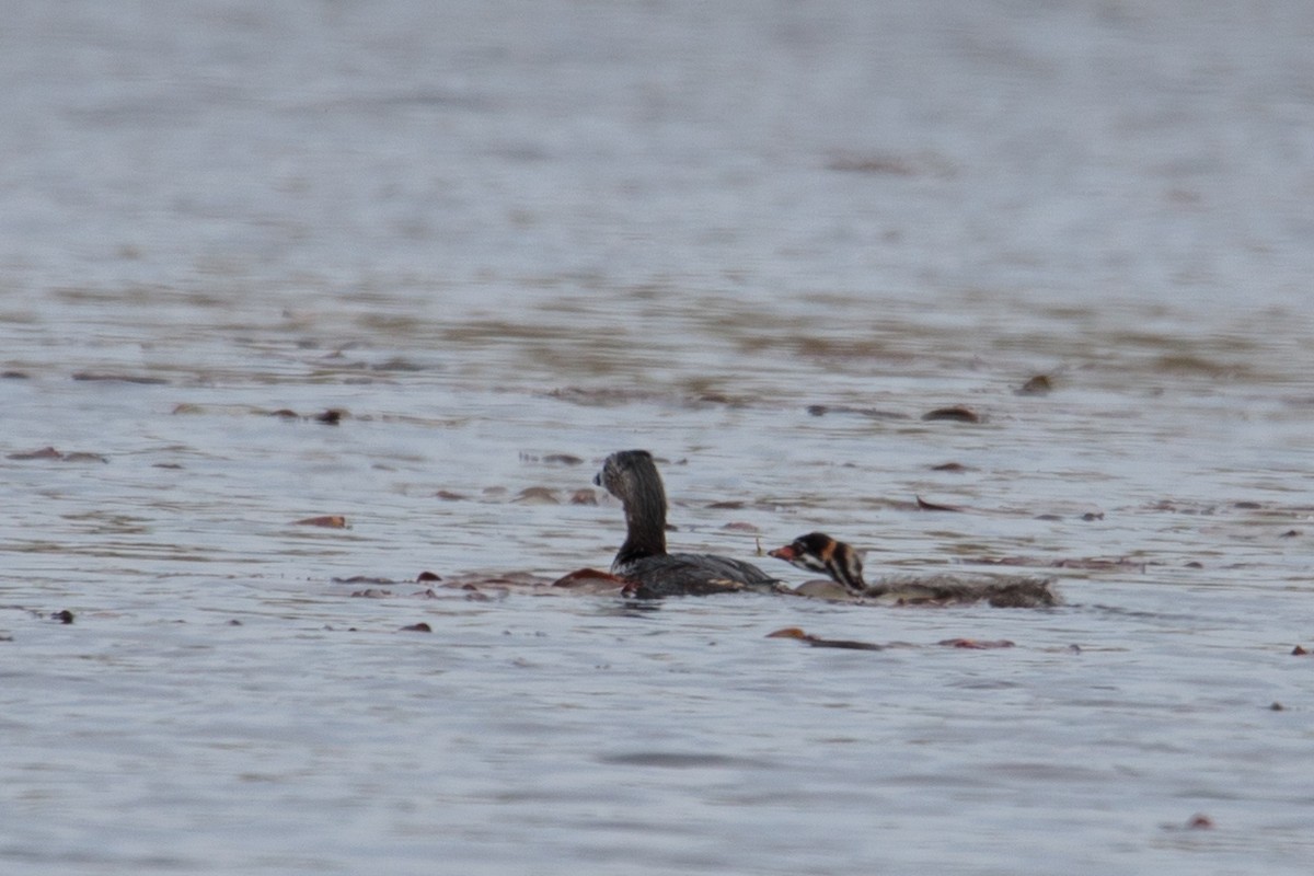 Pied-billed Grebe - David Mozzoni