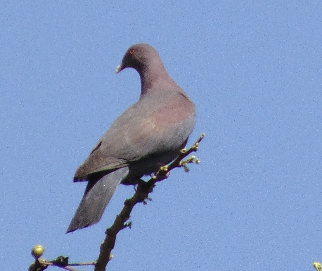 Red-billed Pigeon - Lance d'Ar