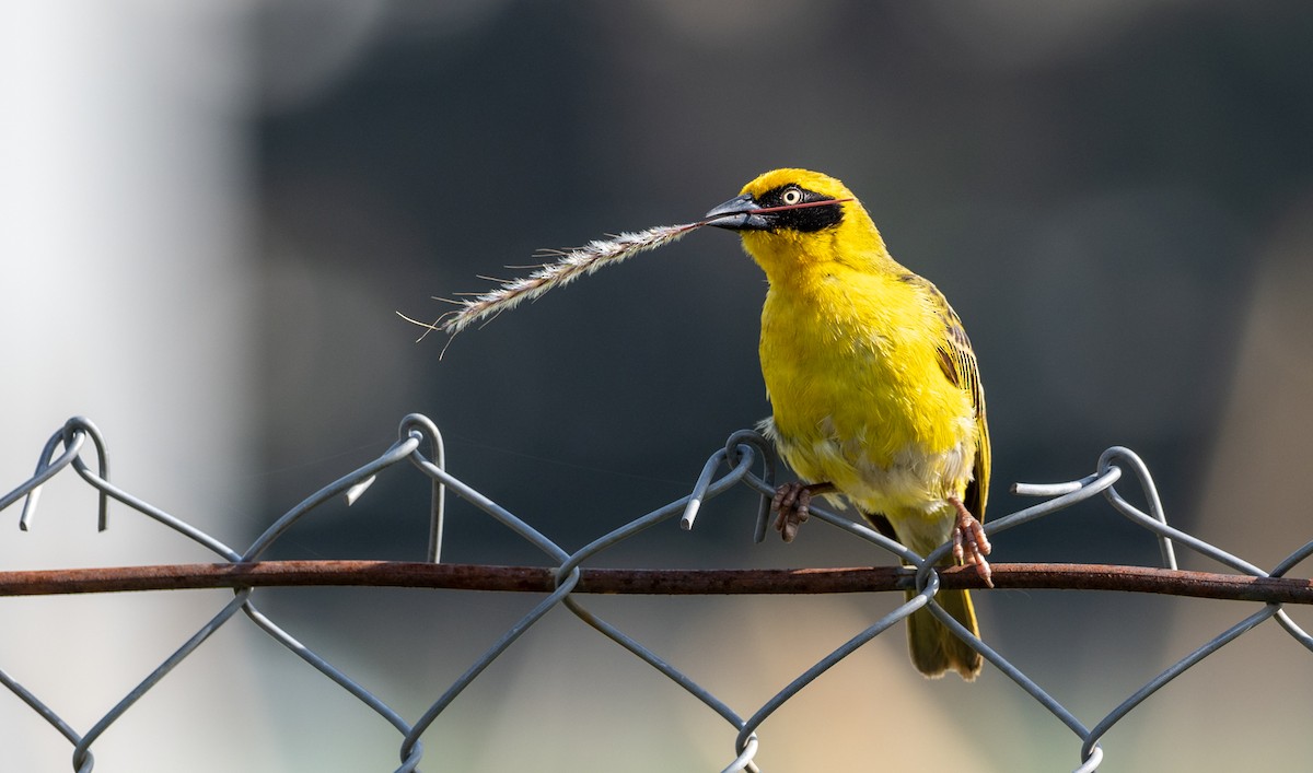 Baglafecht Weaver - Forest Botial-Jarvis