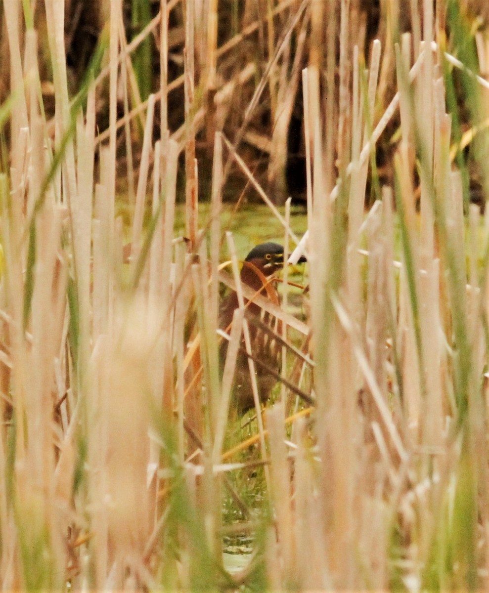 Green Heron - ML162316671