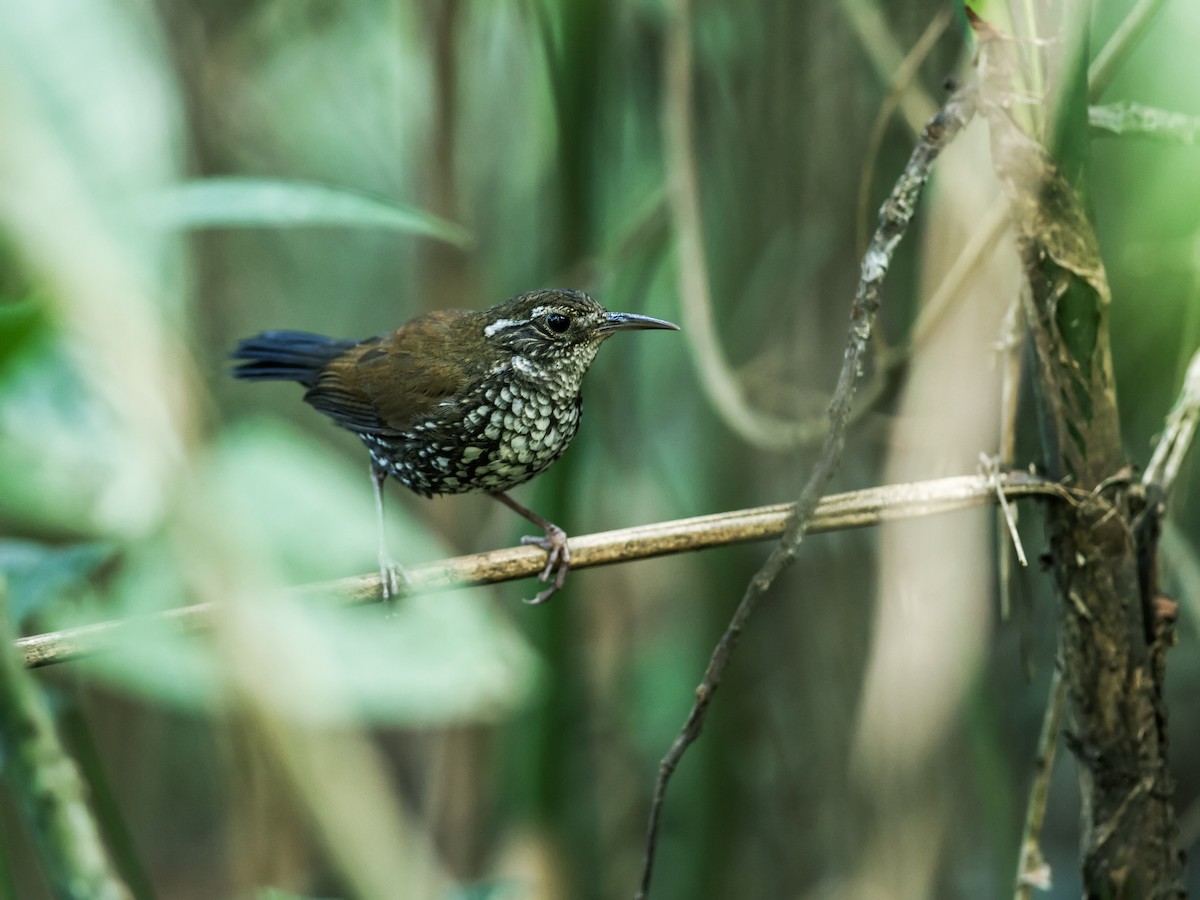 Sharp-tailed Streamcreeper - ML162318231