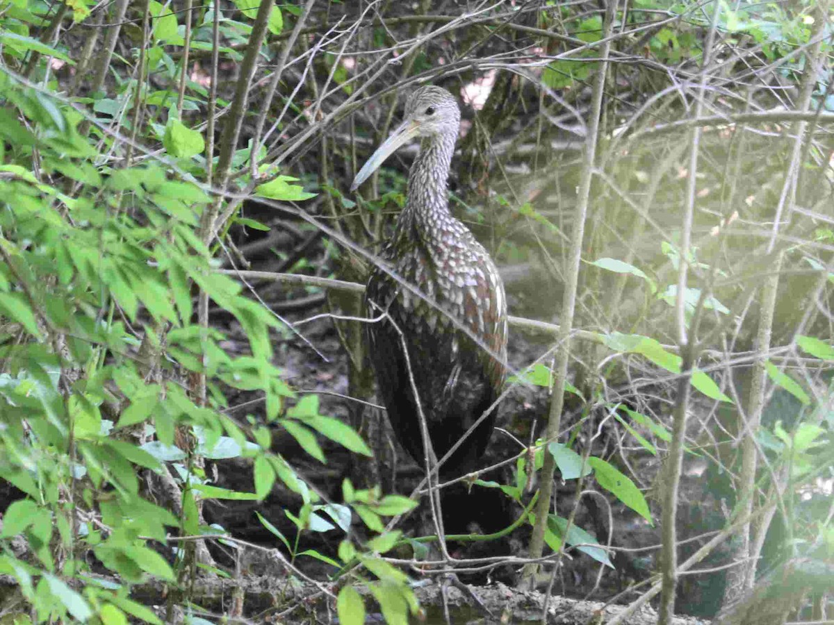 Limpkin - ML162318641