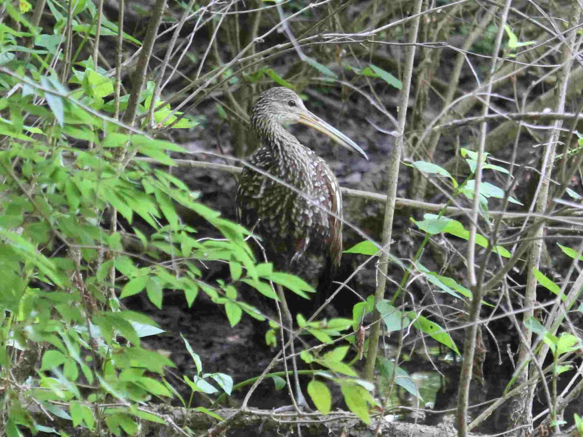 Limpkin - Kent Fiala