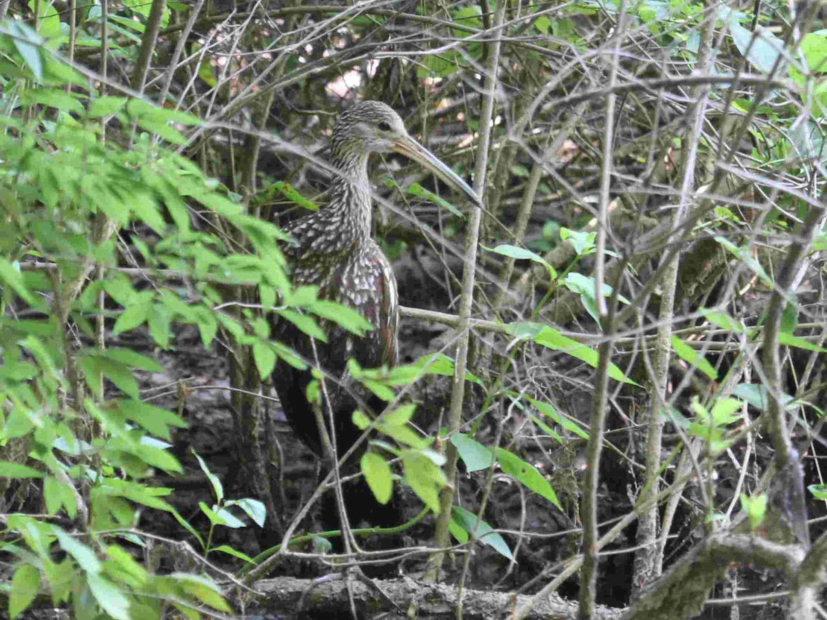 Limpkin - Kent Fiala