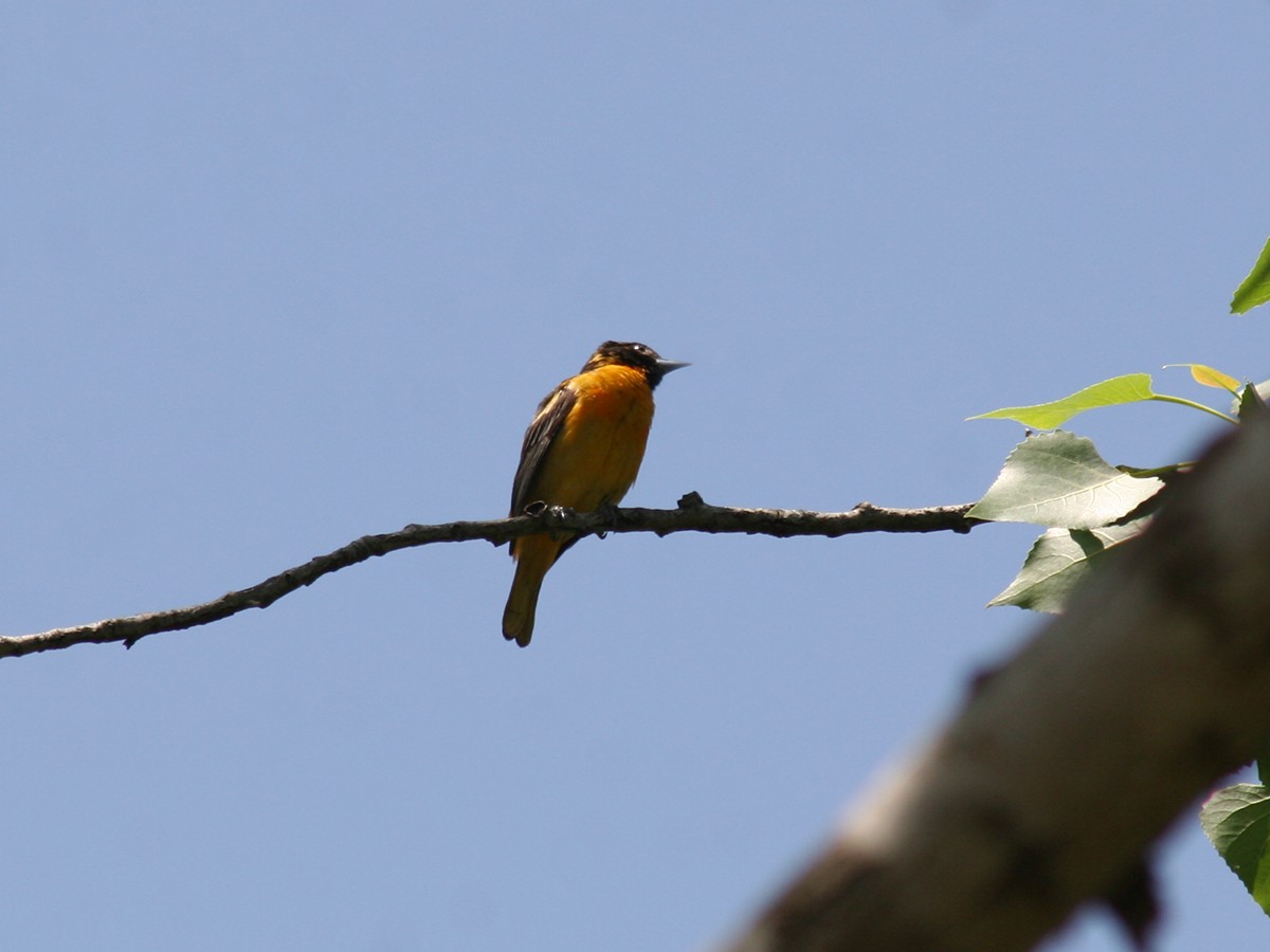 Baltimore Oriole - ML162318711