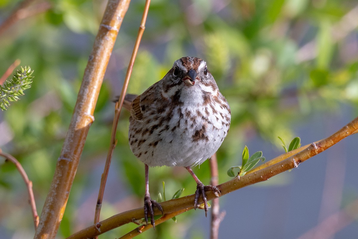 Song Sparrow - ML162319321