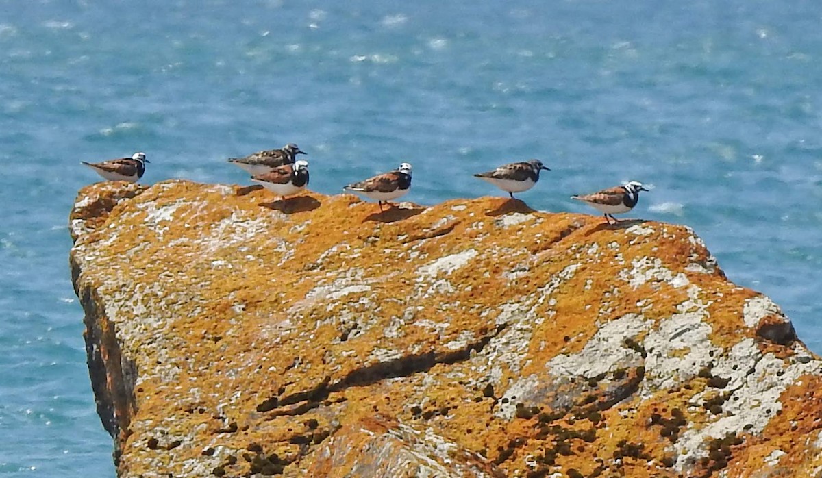 Ruddy Turnstone - ML162319471