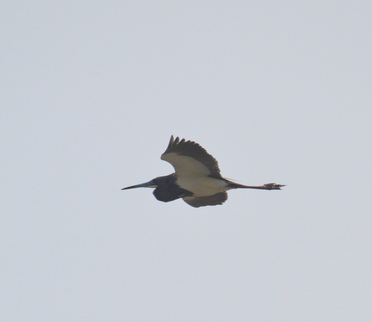 Tricolored Heron - ML162325521