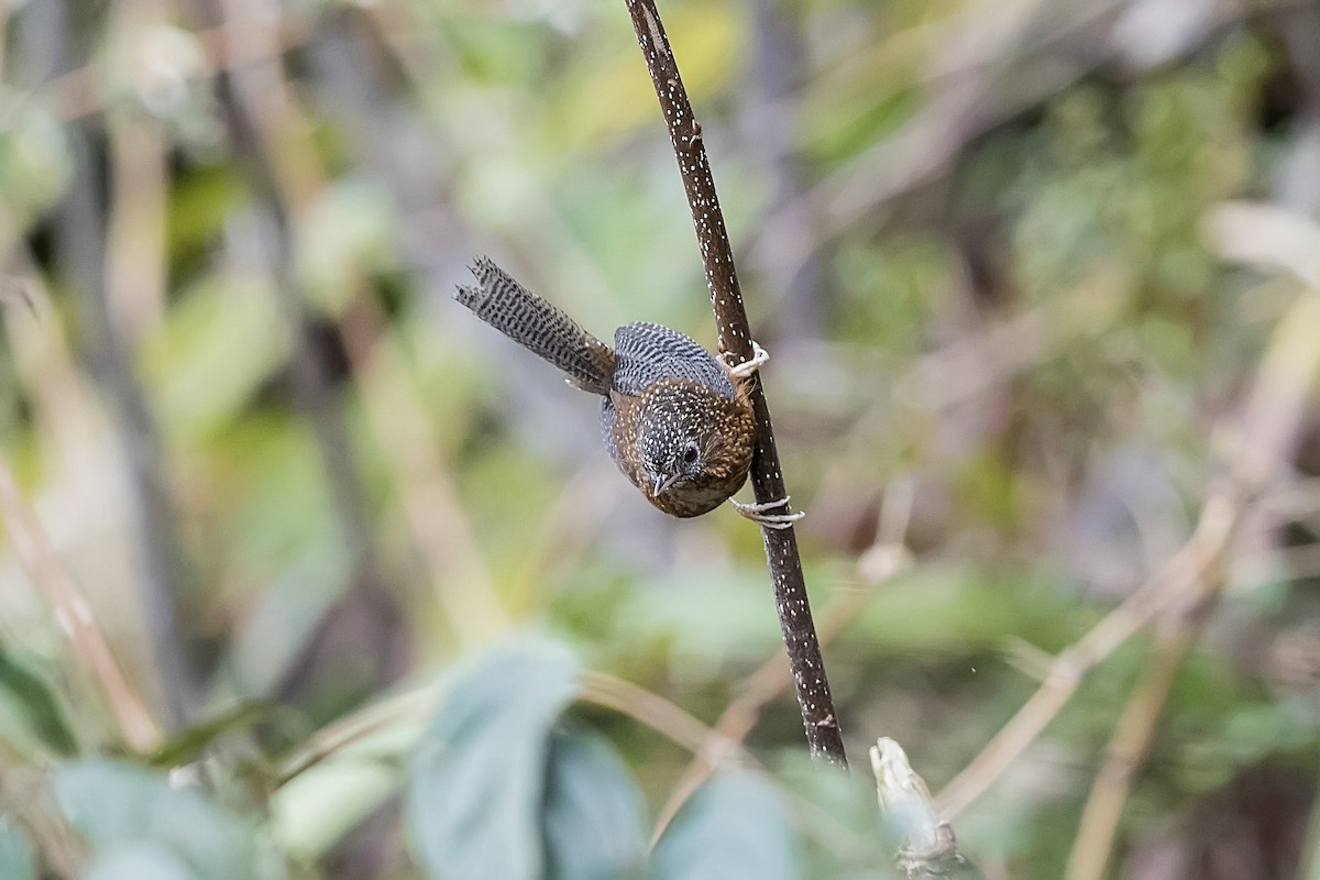 Bar-winged Wren-Babbler - ML162326531