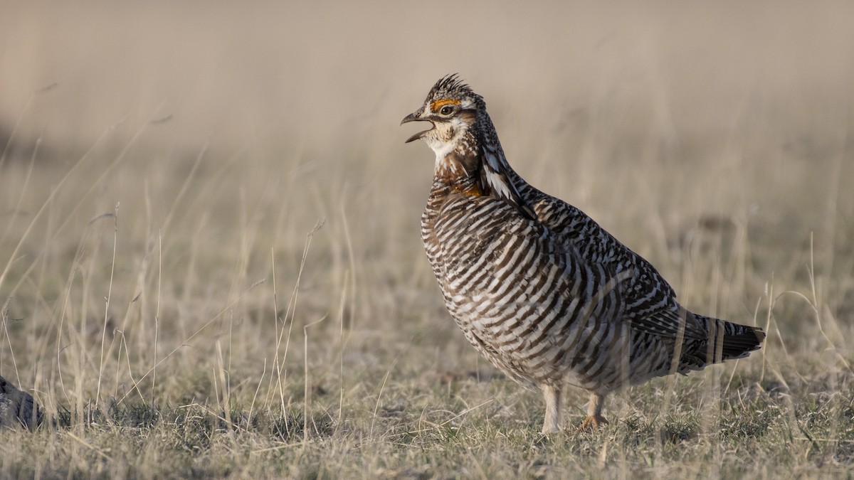 tetřívek prériový - ML162330041