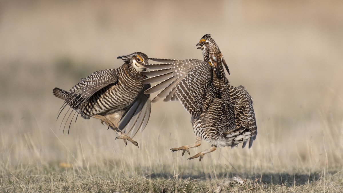 tetřívek prériový - ML162330071