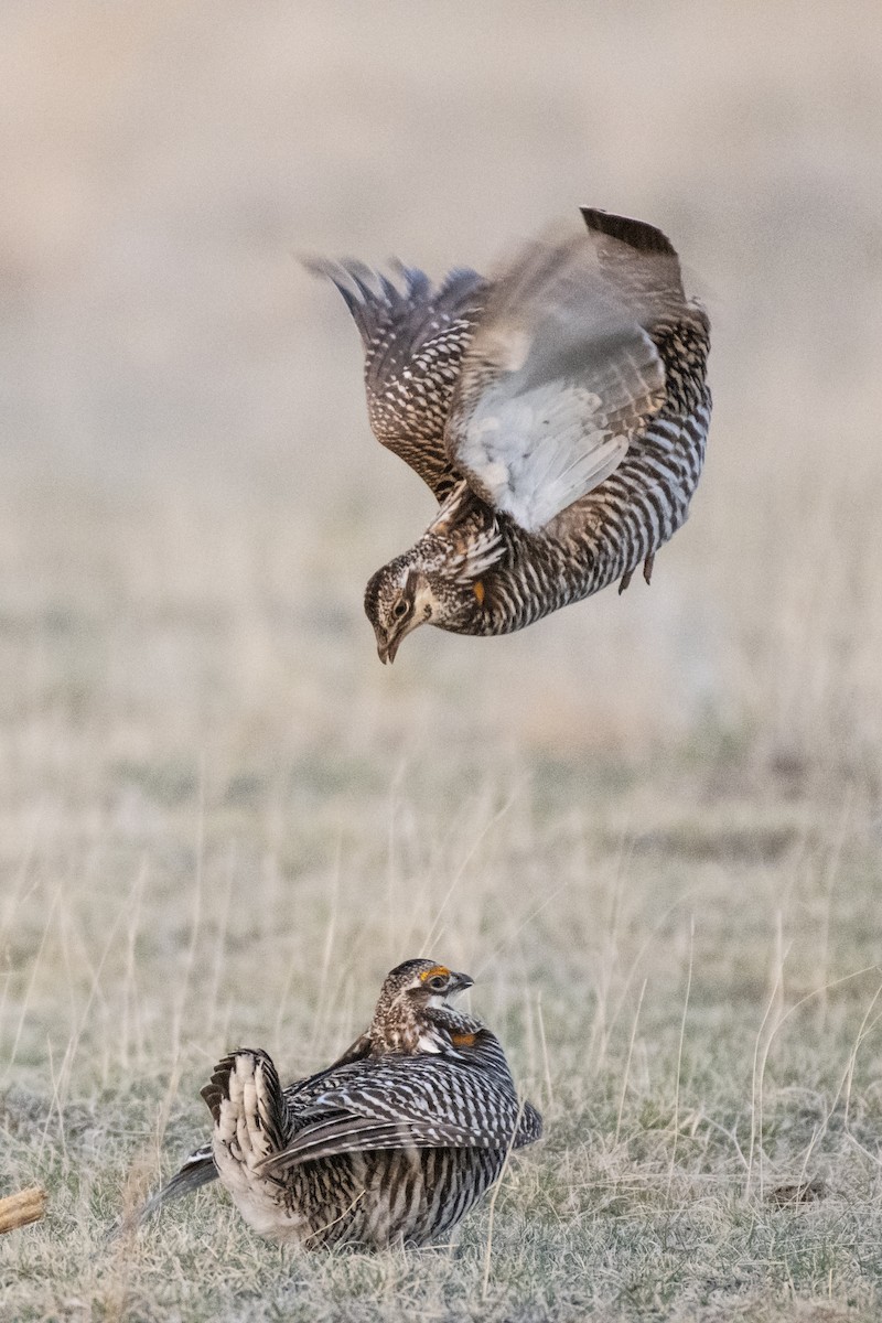 tetřívek prériový - ML162330241