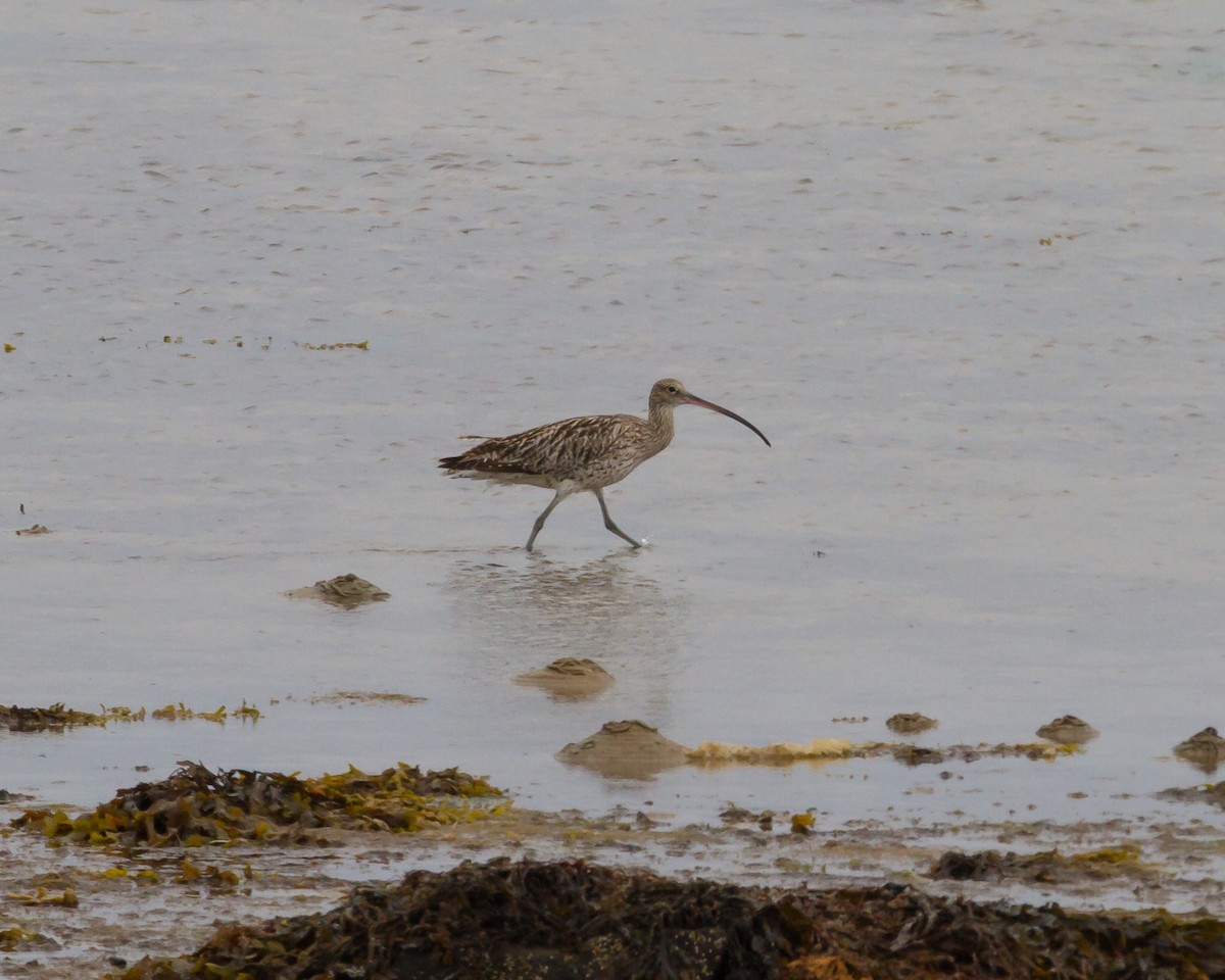 Eurasian Curlew - ML162331811