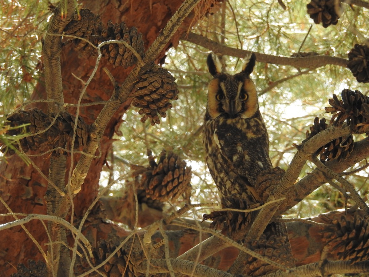 Long-eared Owl - ML162331991