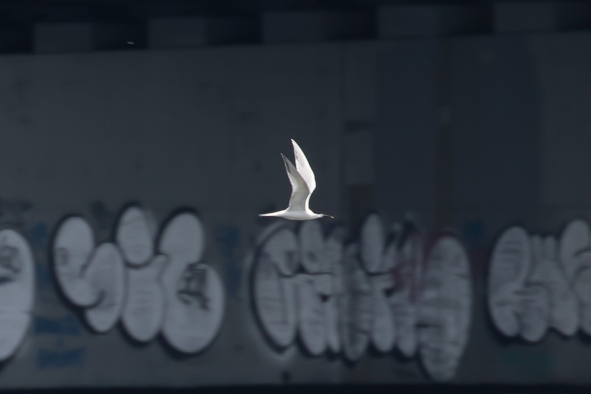 Sandwich Tern - ML162334391