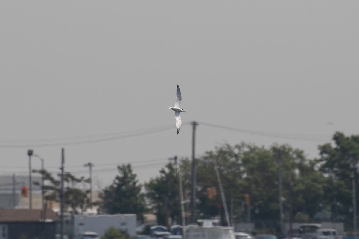 Sandwich Tern - ML162334411