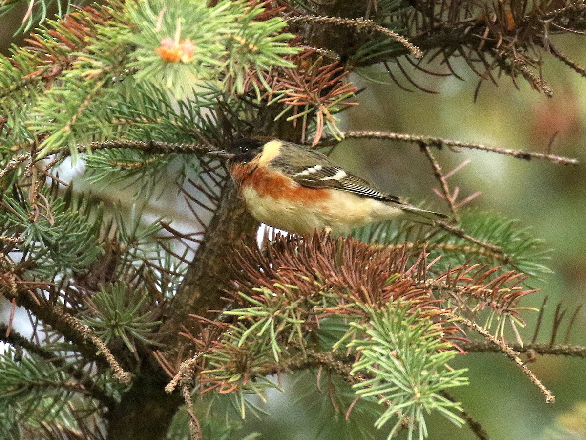 Bay-breasted Warbler - ML162337391