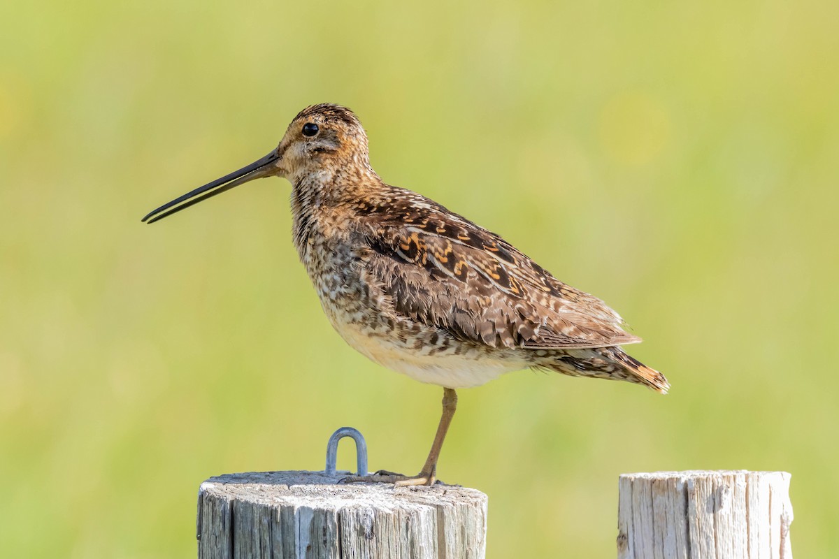 Wilson's Snipe - ML162338211