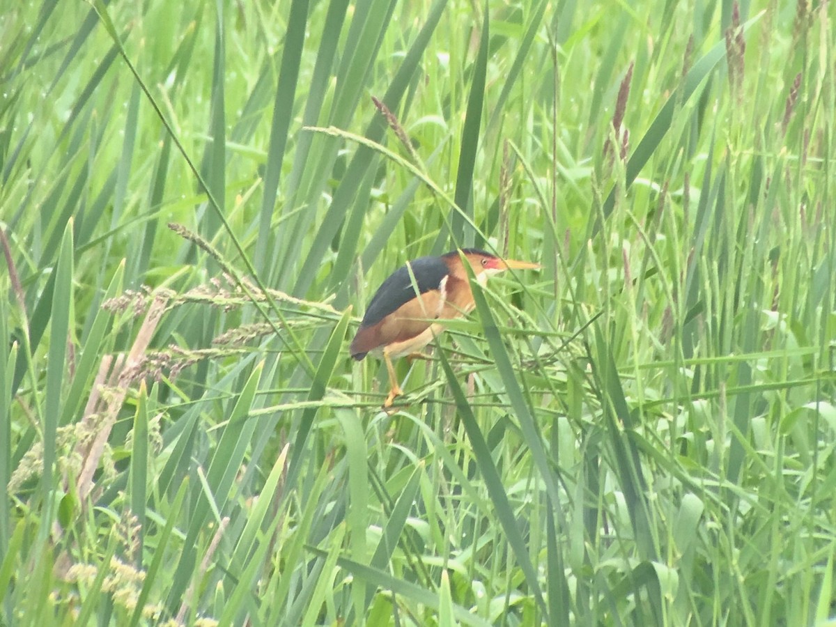 Least Bittern - Alex Lin-Moore