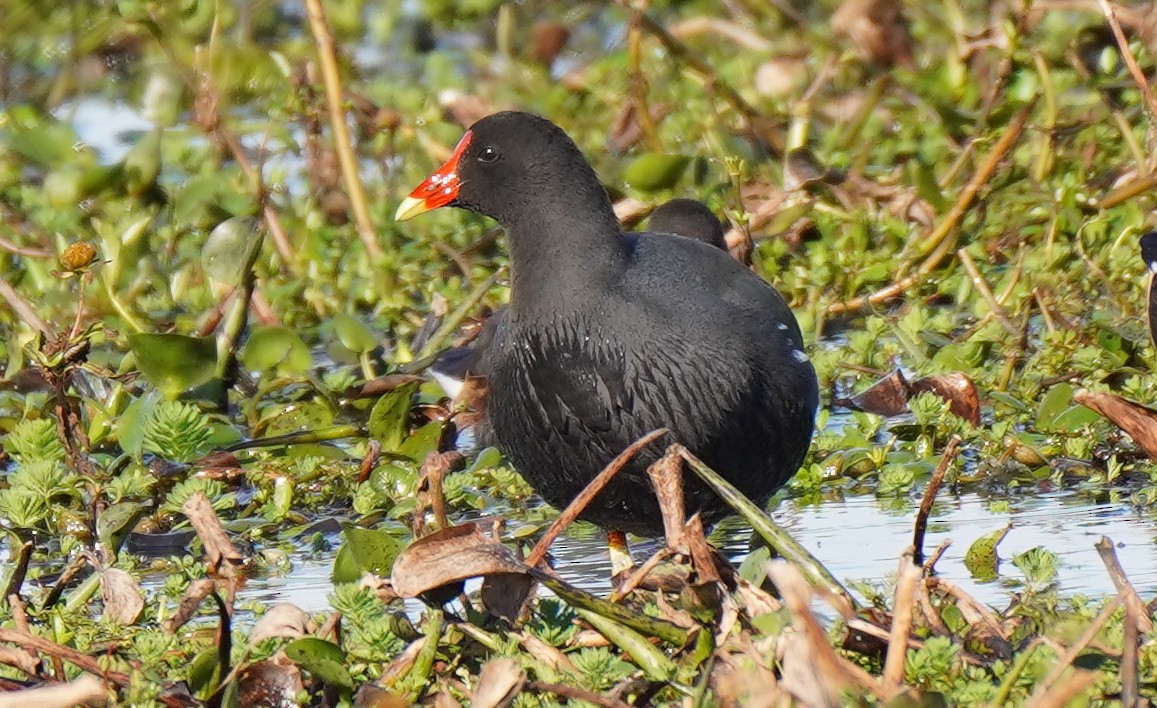 Common Gallinule - ML162340301