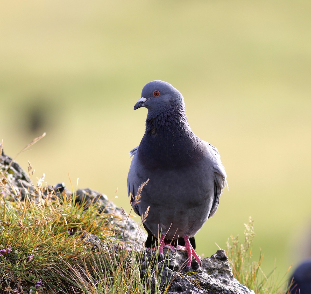 Rock Pigeon - Jamie Adams