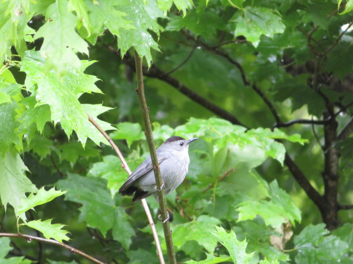 Gray Catbird - J Kleinsasser