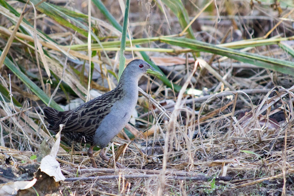 Polluela Turura - ML162348341