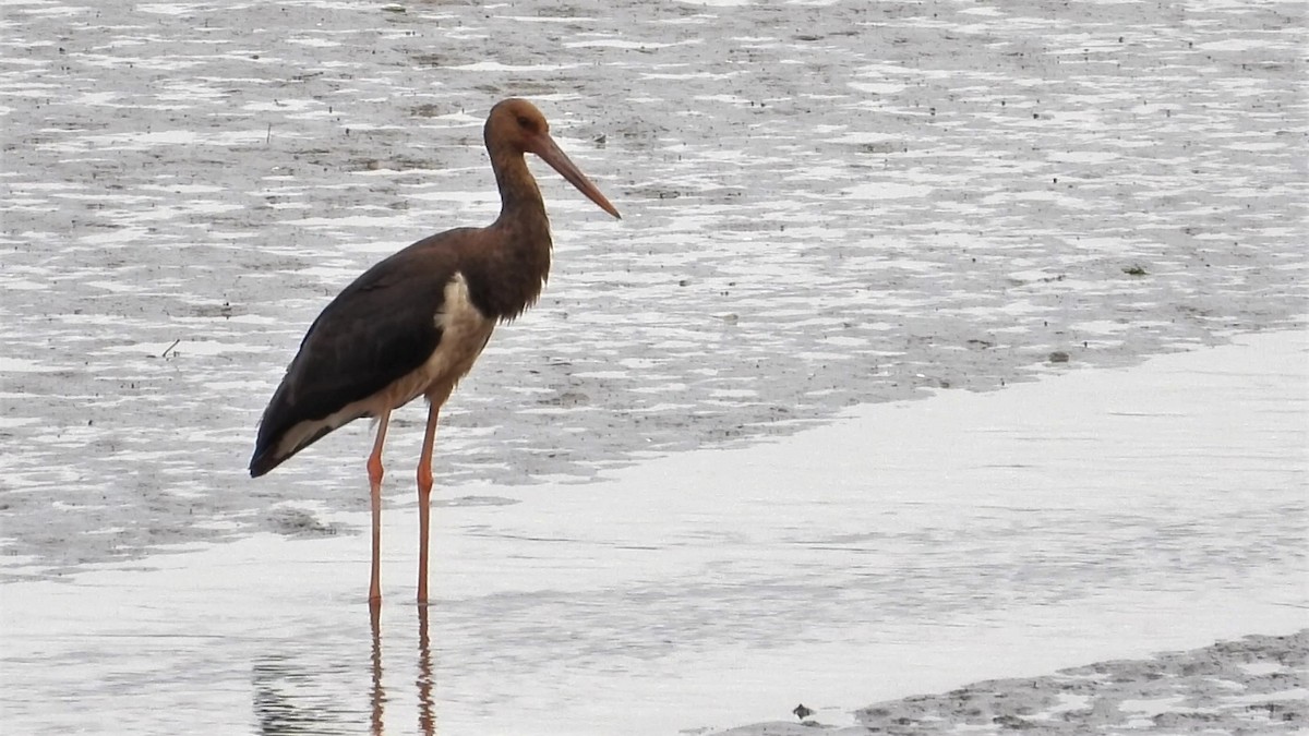 Black Stork - ML162348431
