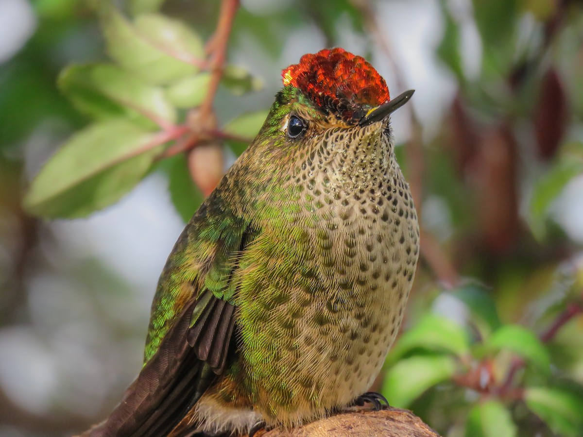 Green-backed Firecrown - Gabriela Contreras Buvinić