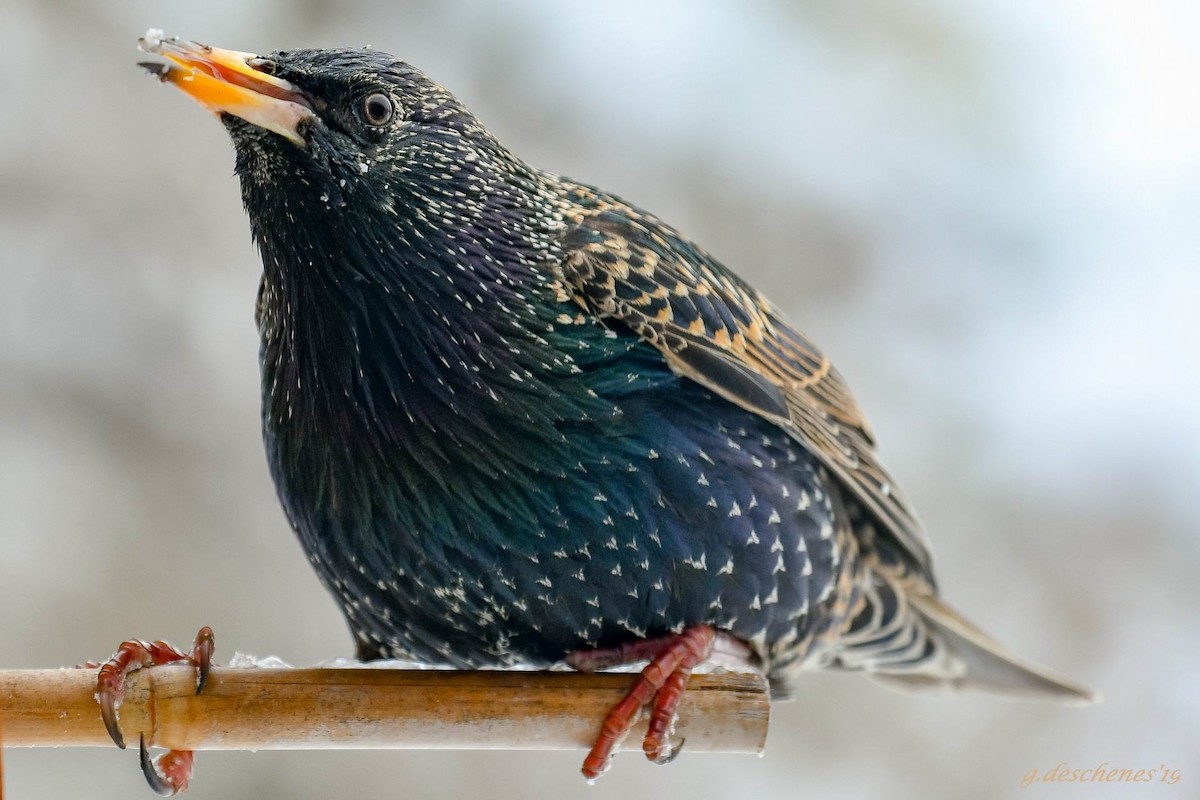 European Starling - Ghislain Deschenes