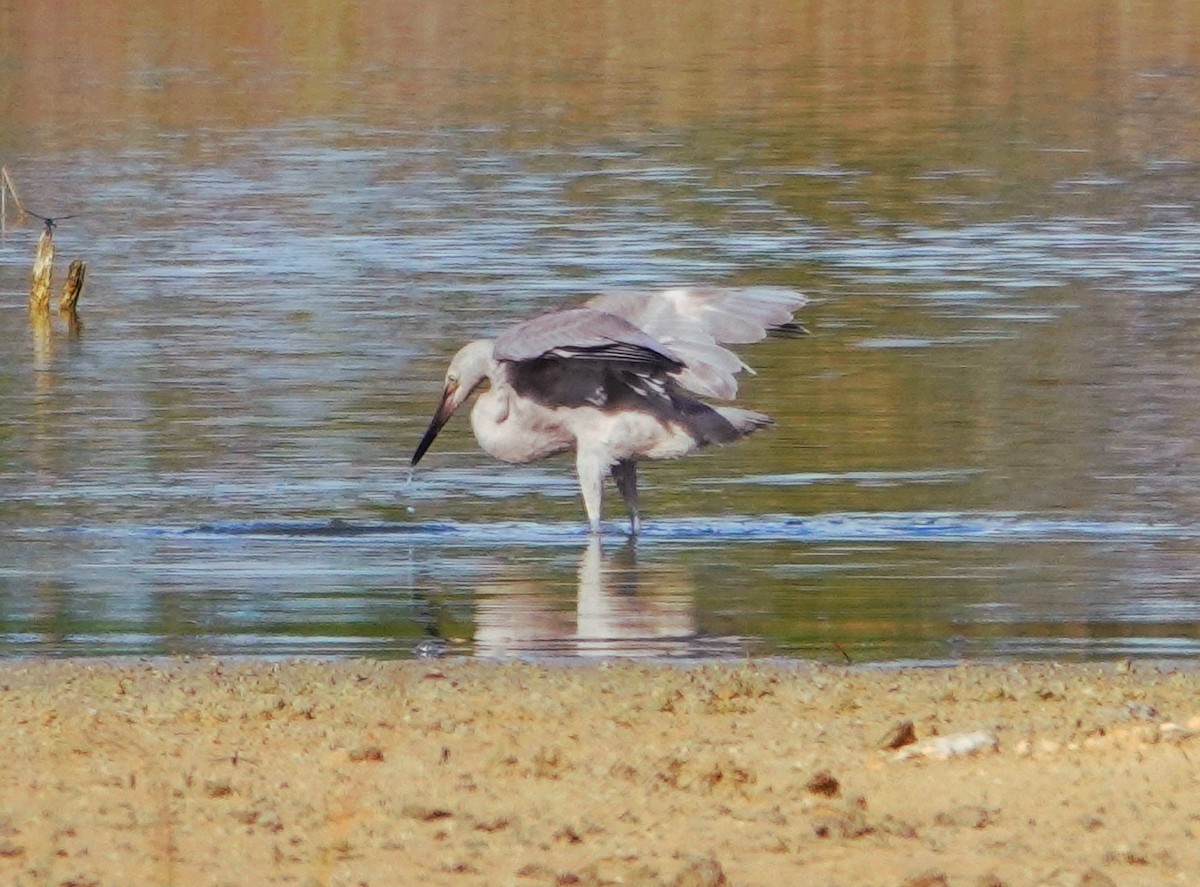 Reddish Egret - Kathie Rosse