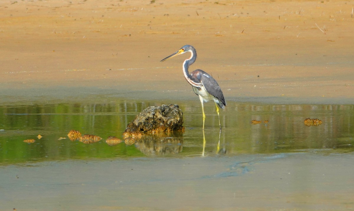 Tricolored Heron - Kathie Rosse