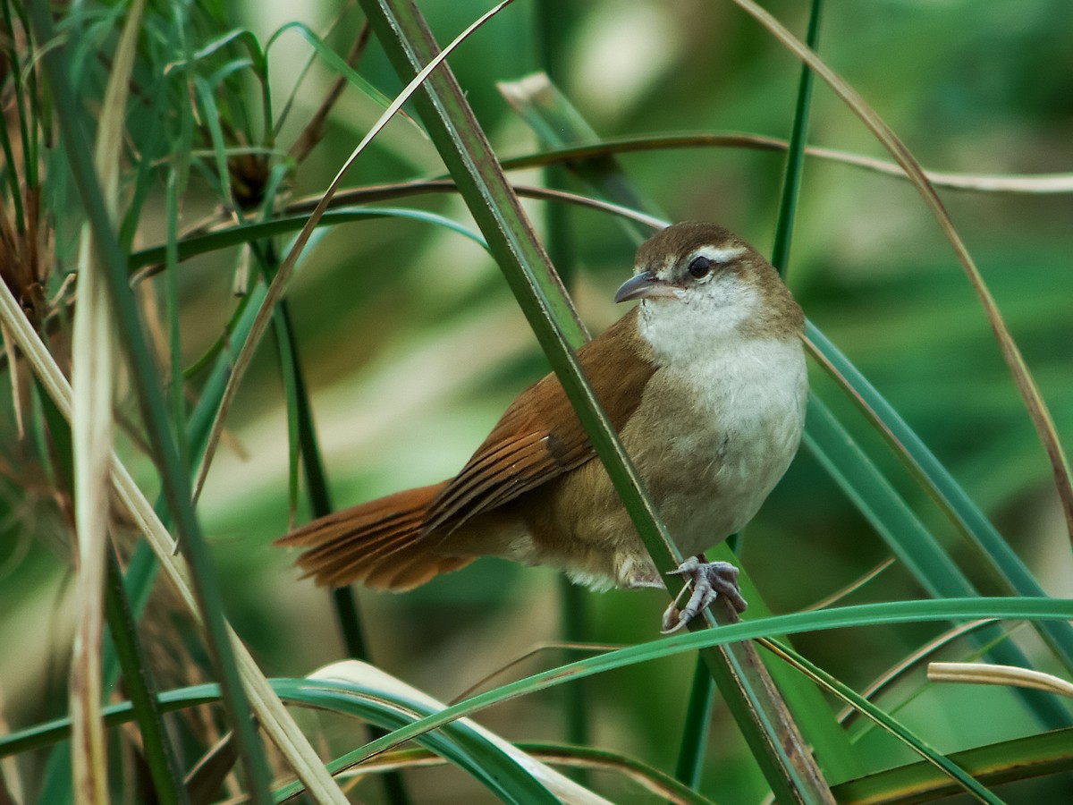 Curve-billed Reedhaunter - Nick Athanas