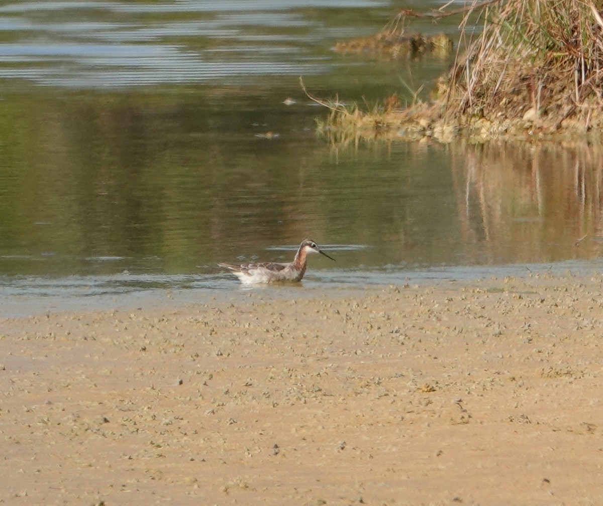 hvithalesvømmesnipe - ML162350191