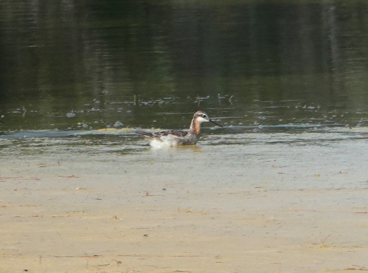 Phalarope de Wilson - ML162350271