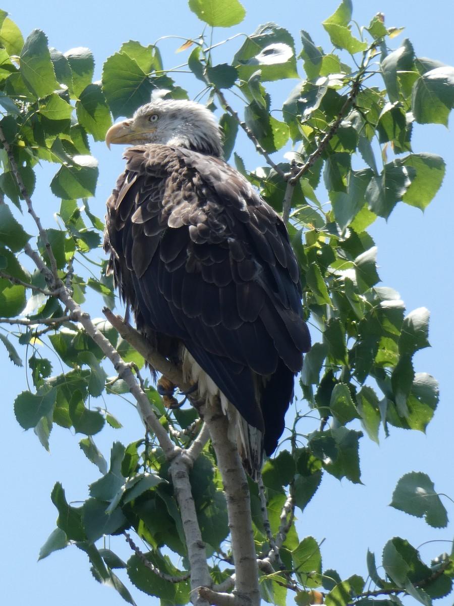 Ak Başlı Kartal - ML162353241