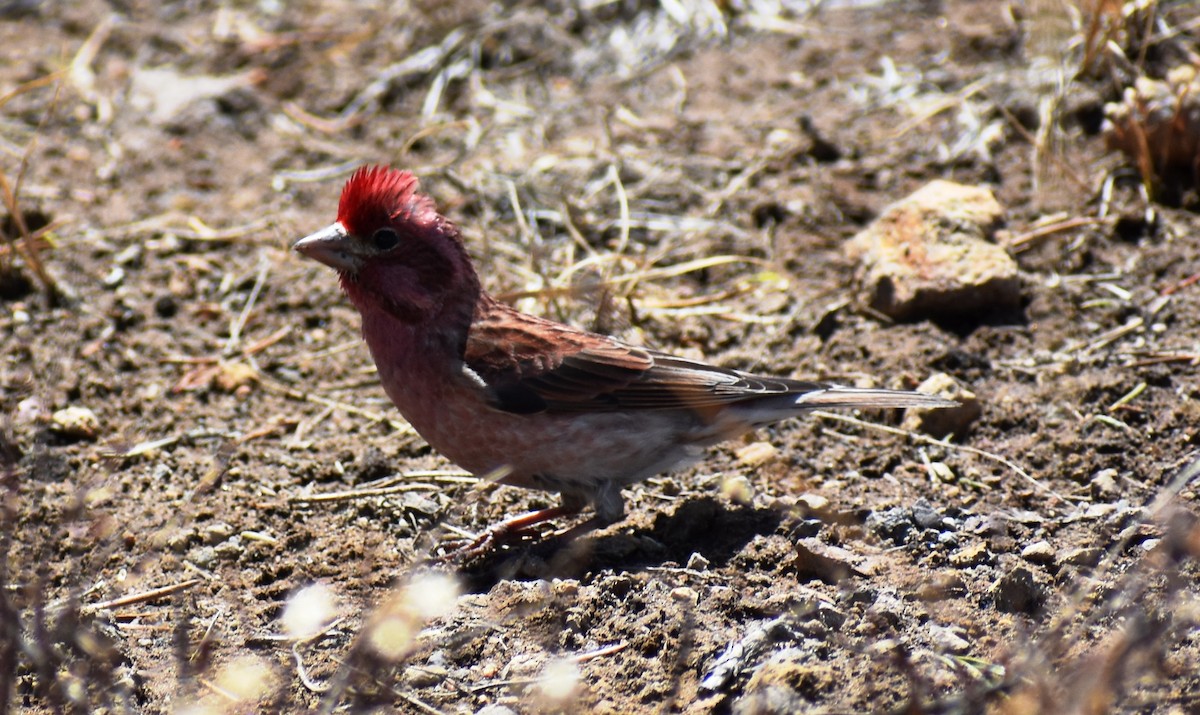 rødkronerosenfink - ML162356871