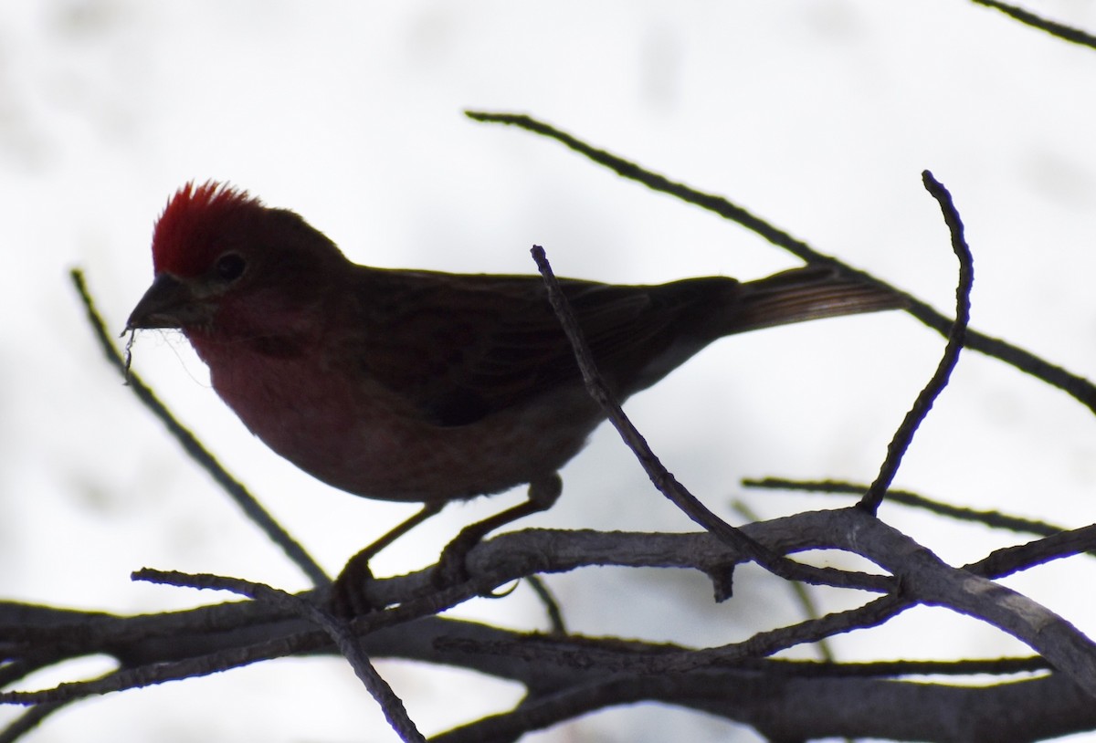 Cassin's Finch - Katy Banning