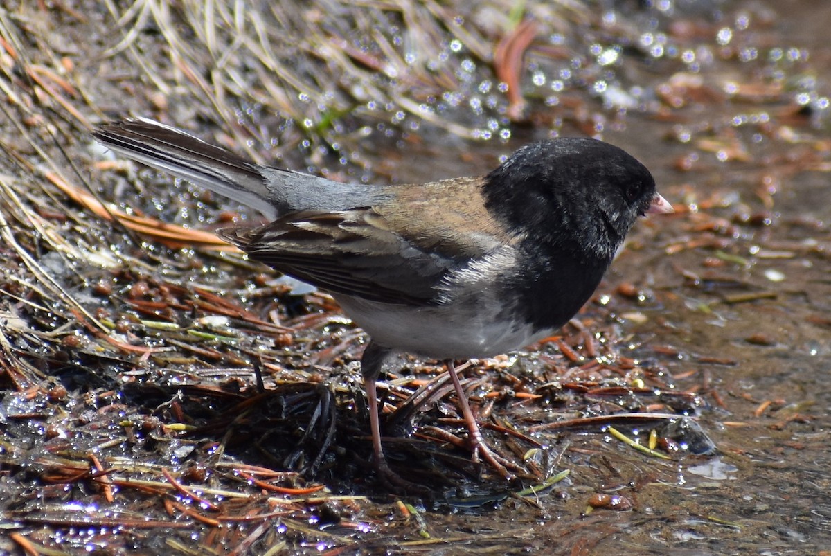 Junco ardoisé (groupe oreganus) - ML162357251