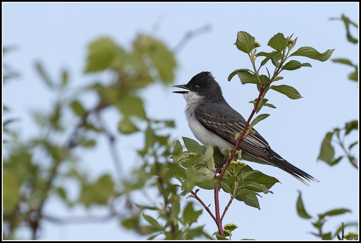 Eastern Kingbird - ML162357351