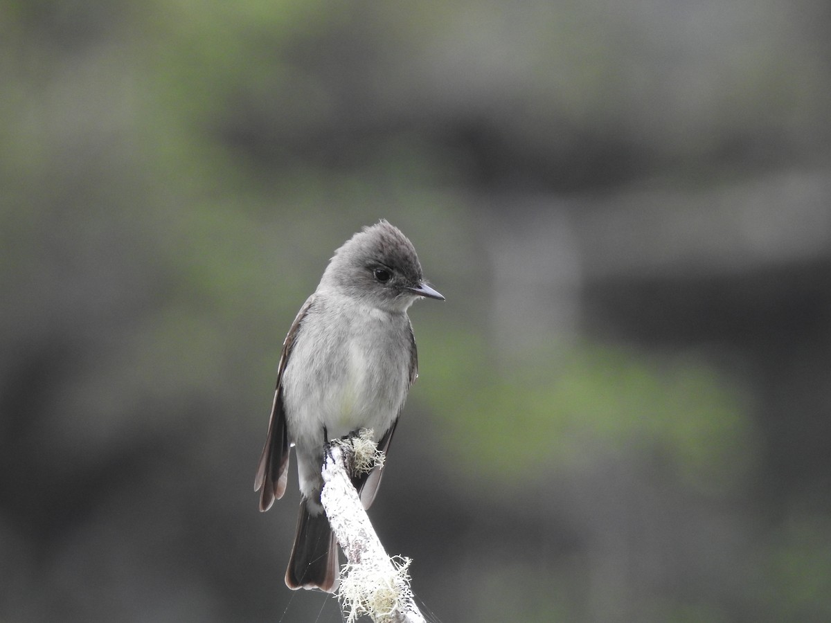 Western Wood-Pewee - ML162357781