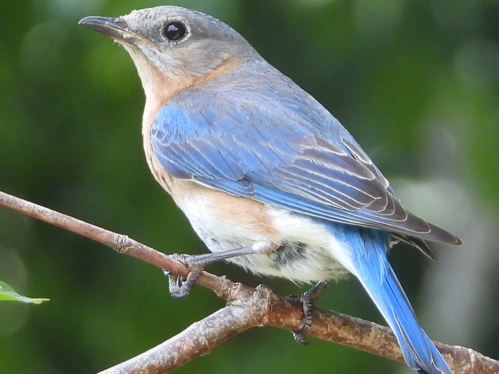 Eastern Bluebird - ML162358651