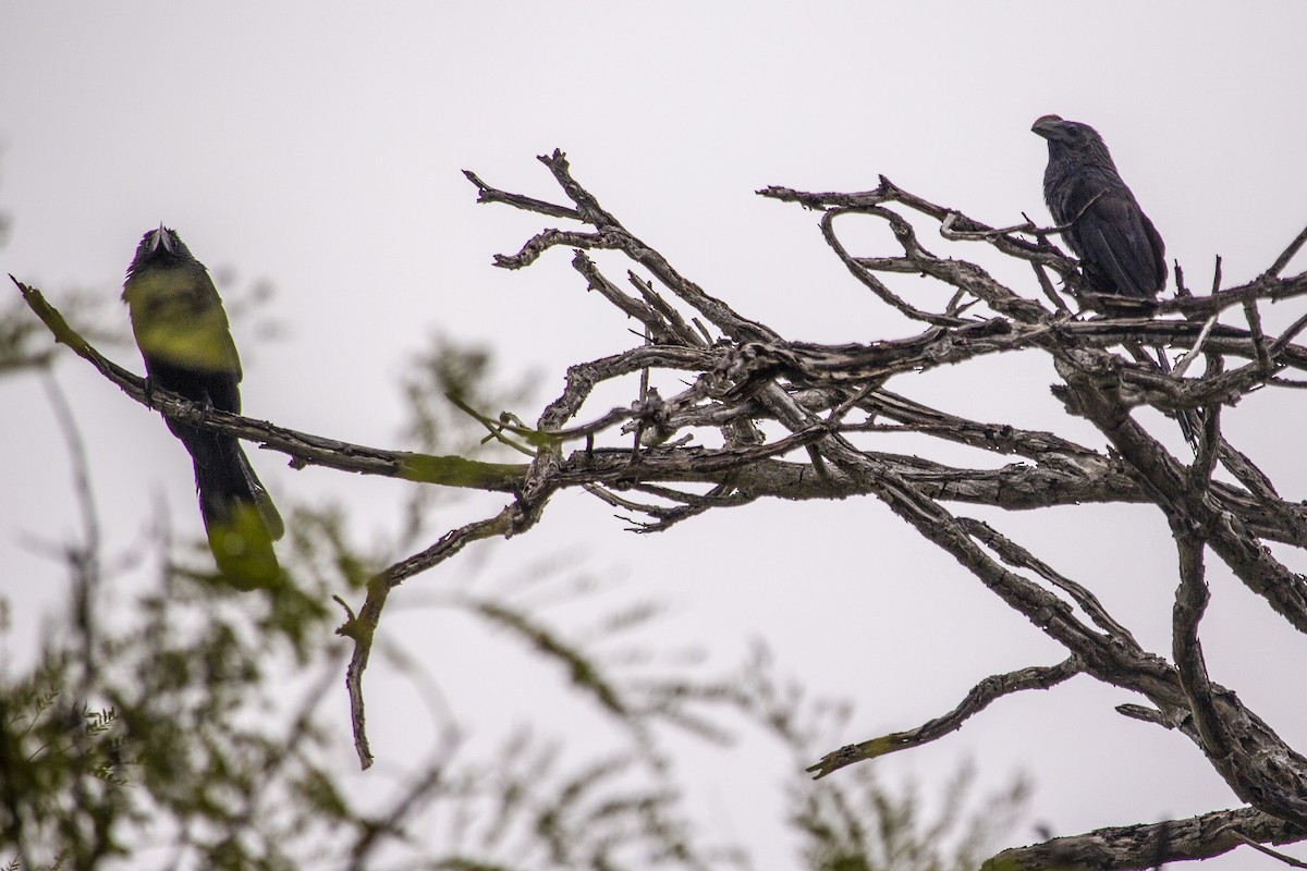 Smooth-billed Ani - ML162358971