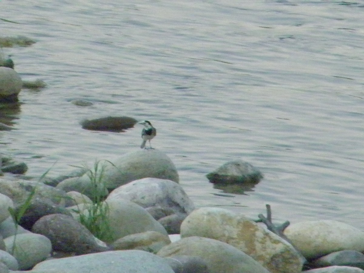 White Wagtail - ML162359751