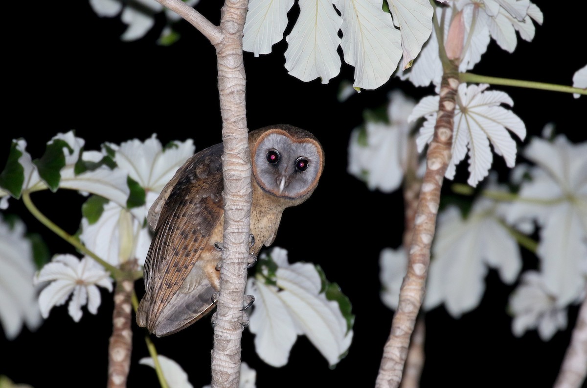 Ashy-faced Owl - Jay McGowan