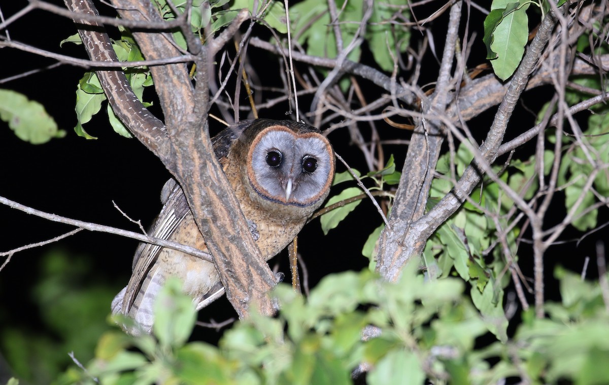 Ashy-faced Owl - Jay McGowan