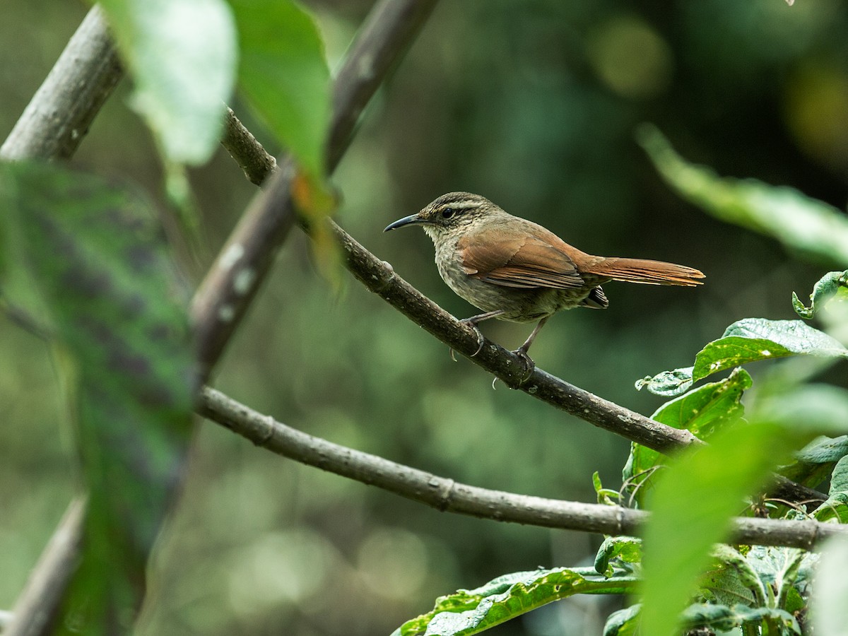 Striated Earthcreeper - Nick Athanas