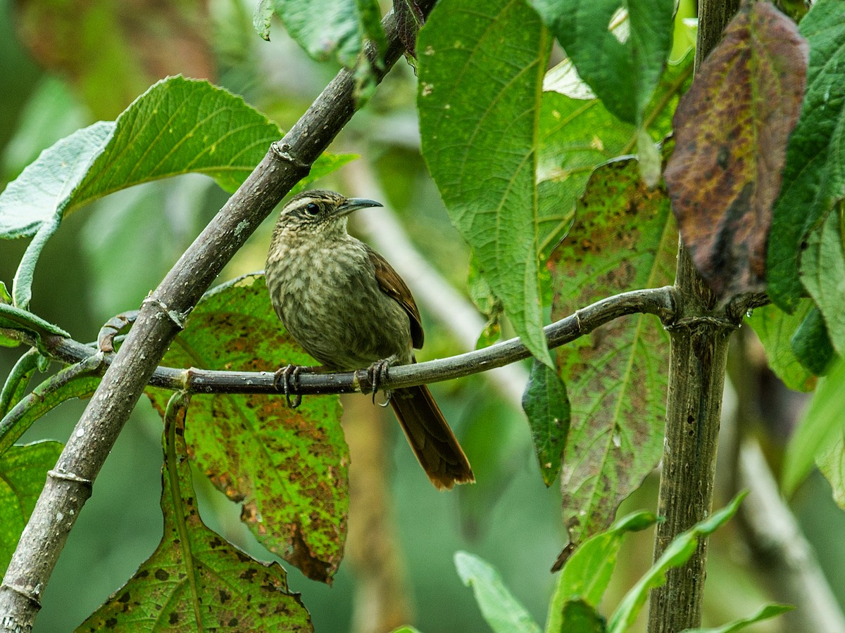 Striated Earthcreeper - Nick Athanas